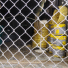 Gi Fencing Net